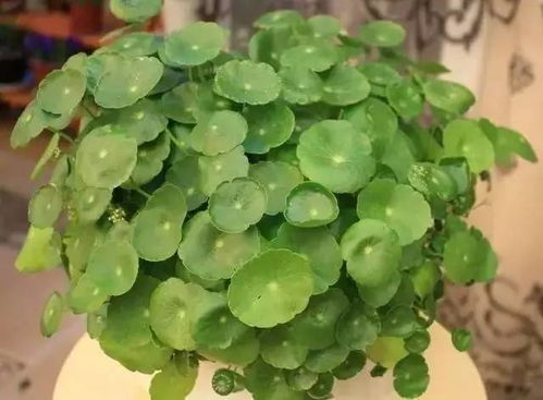 梗多耐旱盆栽植物推荐