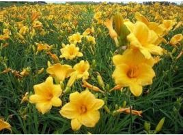 萱草：色彩斑斓，耐寒耐旱