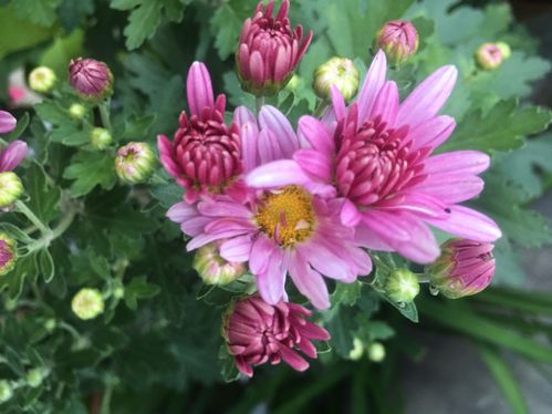 磷钾肥料是关键， 促进开花又健康