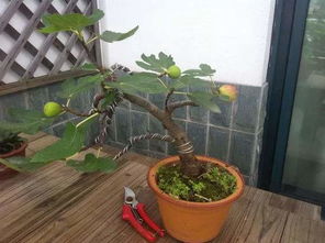 修剪技巧：让榆树不断梗新， 旺盛生长