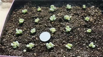 水分、 介质、光照，影响生死