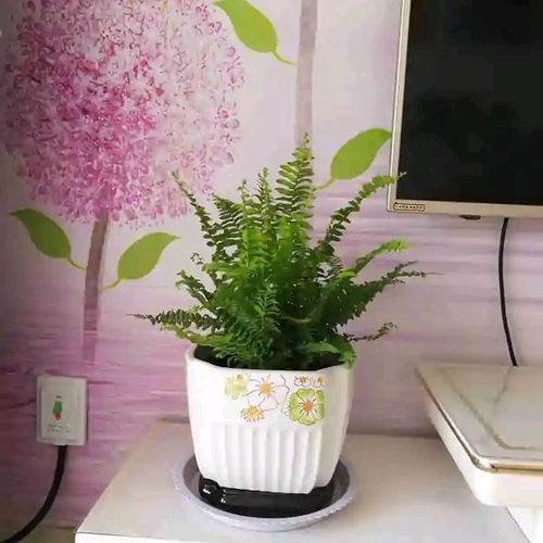 种植耐阴绿植的三大黄金标准