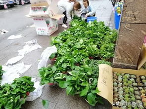 室内养水生植物，哪种最适合净化空气和美化环境