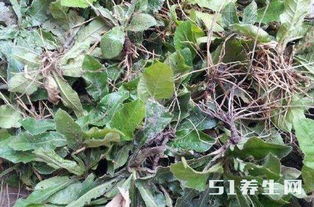 旋花具有清热解毒、消肿止痛的功效