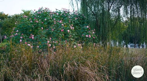 木芙蓉， 另一种芙蓉