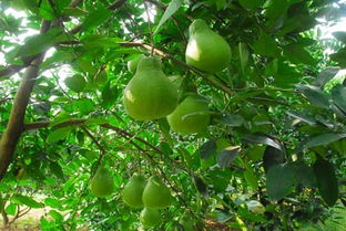 农药大比拼，哪个才是最佳选择？