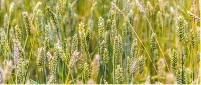 实战案例：番茄锈病的救星