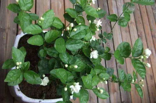 茉莉花种植需要注意哪些要点才能确保其成活并茁壮成长