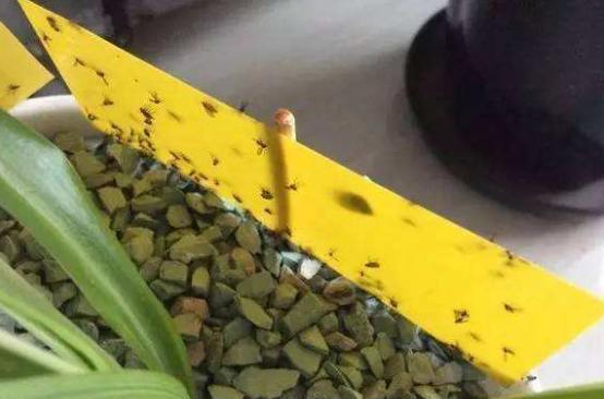 花盆土里的小黑飞虫用什么治小黑飞杀虫剂效果好吗？