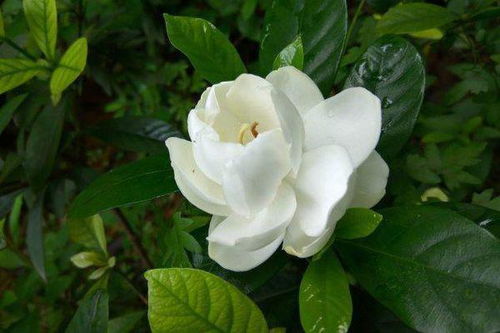 双栀子花到底有几种颜色？