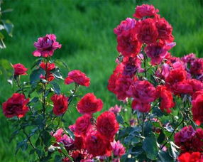 月季扦插技术， 视频教学