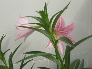 一、百合花叶子细长的观察