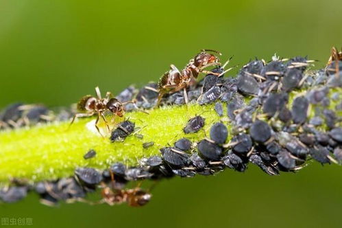 害虫的噩梦：药物汁液下的陷阱