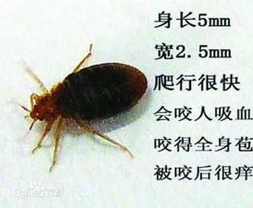 竹席能喷杀虫剂灭席虫吗？杀蜱虫喷雾对席虫有效吗？