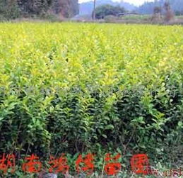 红星花卉市场与绿化苗木基地