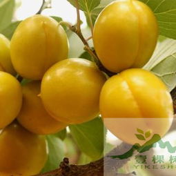 珍珠油杏种子播种，成活率低怎么办？