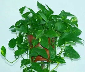 心叶藤的养护小贴士