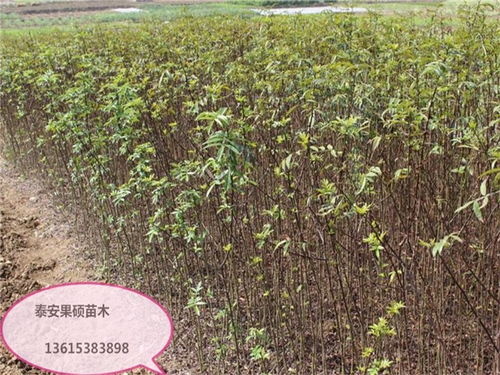 秋栽与春栽的区别