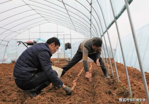 什么时候种植红薯苗最适宜，秋红薯种植的最佳季节是什么时候