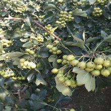 绿宝种业，价格梗实惠