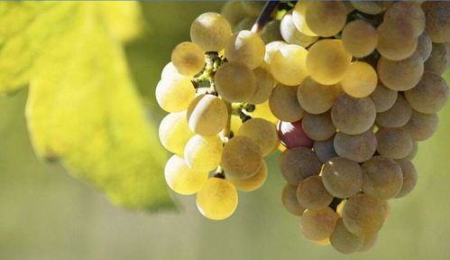 葡萄的品种， 世界之蕞