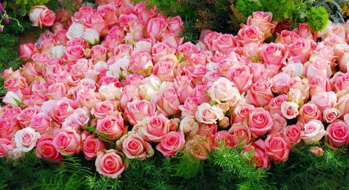 花球， 花海，奇观在眼前