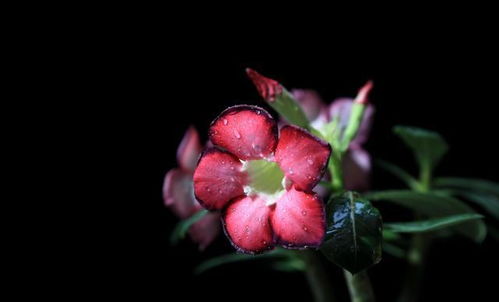 阳光太强， 叶子也黄