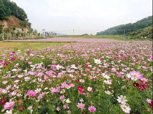 秋季花朵， 缤纷多彩