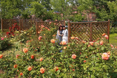 中心花瓣变浅， 花朵的变奏曲