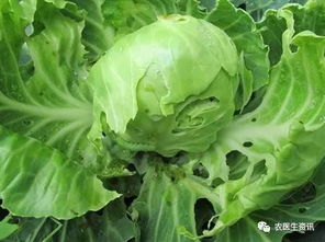 阿维菌素对小菜蛾的防治效果探讨