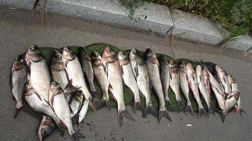 鱼儿们的忧愁：农药的毒性