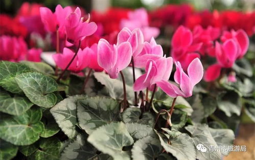仙客来适合送朋友？这些花语和寓意你要知道