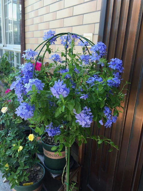 蓝雪花：清凉一夏的使者