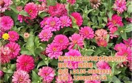 新手买花草种子时如何辨别真伪，避免被不良商家套路？