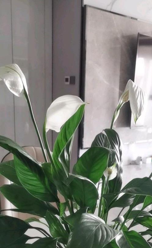 红掌没叶子了怎么办？如何挽救这株美丽的植物