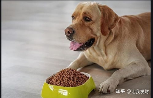 聊城哪家饲料企业生产的狗粮质量好，适合狗狗长期食用？