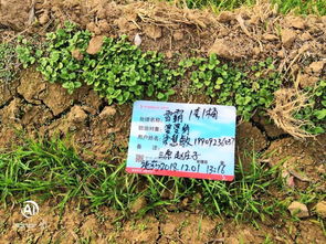 效果如何，我来告诉你