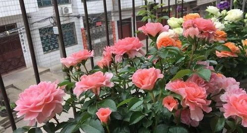 盆栽月季花的养护之道：如何让花朵绽放