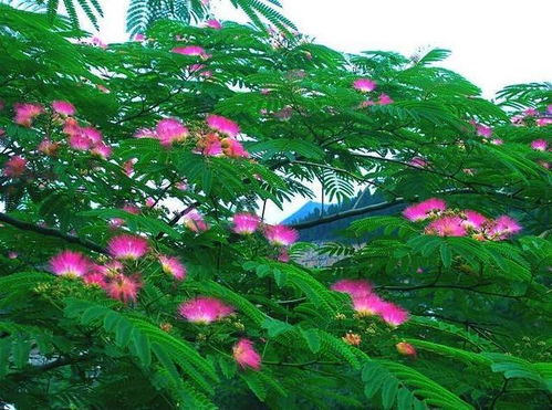 槐花的花语传递生命和友谊，那么槐花如何体现这种象征意义呢