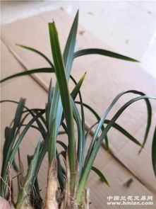 老草另植的重要性