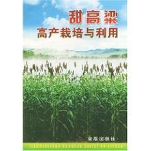 甜高粱种植技术详解，新手也能种出高产甜高粱