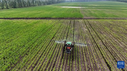 总而言之，在黑土地上寻求蕞高经济效益，应着眼于高附加值的特色花草树木。