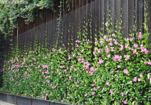 修剪要细心，就像打扮要讲究一样