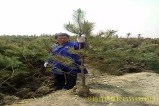 黑松的生长速度与价值