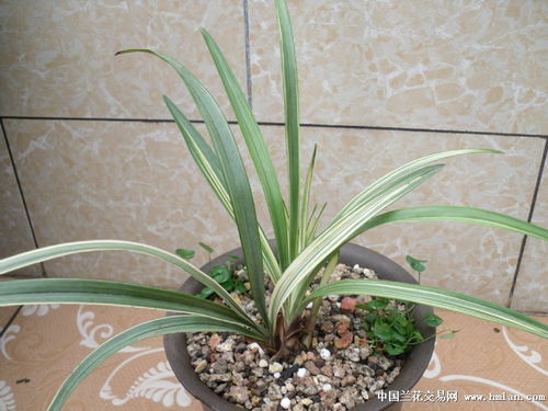 春剑吃肥分四季：