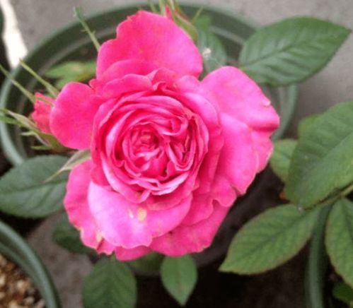 夏季施肥：月季花的营养补给