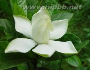 栀子花花瓣为何黄？花中藏着秘密吗