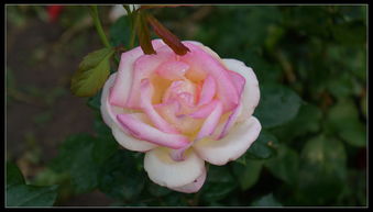 月季花开何处香？南阳石桥来一瞧！