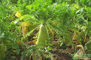 青萝卜腐烂的防治之道