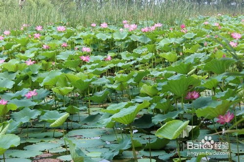 西蕃莲种植方法和技术要点有哪些？多久能结果